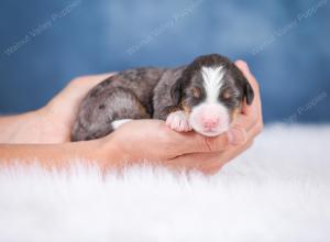 F1 mini bernedoodle near Chicago Illinois