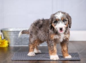 F1 mini bernedoodle near Chicago Illinois