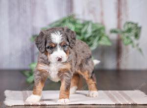 F1 mini bernedoodle near Chicago Illinois