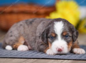 F1 mini bernedoodle near Chicago Illinois