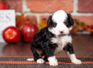 tri-colored mini bernedoodle near Chicago Illinois