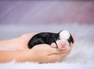 tri-colored mini bernedoodle near Chicago Illinois