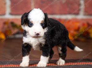 tri-colored mini bernedoodle near Chicago Illinois