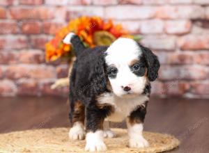 tri-colored mini bernedoodle near Chicago Illinois