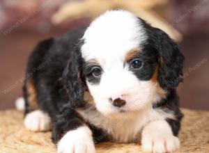 tri-colored mini bernedoodle near Chicago Illinois