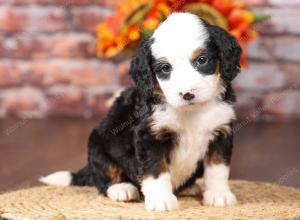 tri-colored mini bernedoodle near Chicago Illinois