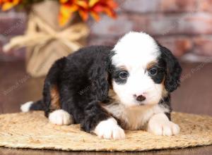 tri-colored mini bernedoodle near Chicago Illinois