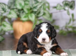 tri-colored mini bernedoodle near Chicago Illinois