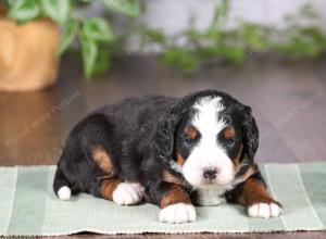 tri-colored mini bernedoodle near Chicago Illinois