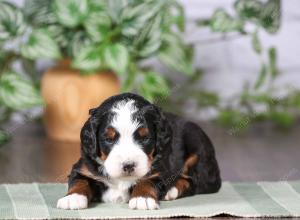 tri-colored mini bernedoodle near Chicago Illinois