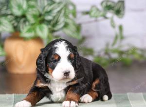 tri-colored mini bernedoodle near Chicago Illinois