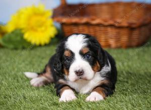 tri-colored mini bernedoodle near Chicago 