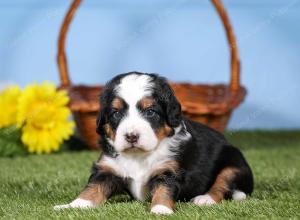 tri-colored mini bernedoodle near Chicago 