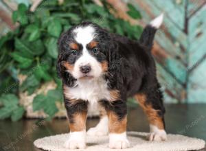 tri-colored mini bernedoodle near Chicago 