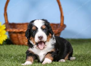 tri-colored mini bernedoodle near Chicago 
