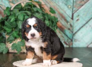 tri-colored mini bernedoodle near Chicago 