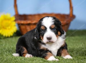tri-colored mini bernedoodle near Chicago 