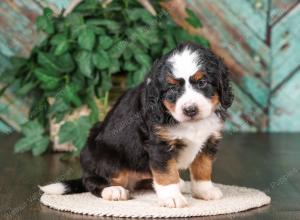 tri-colored mini bernedoodle near Chicago 