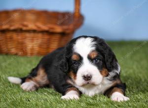 tri-colored mini bernedoodle near Chicago 