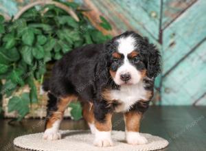 tri-colored mini bernedoodle near Chicago 