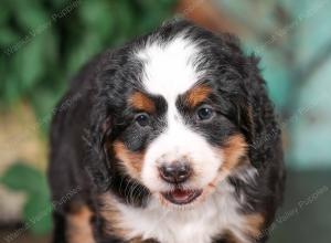 tri-colored mini bernedoodle near Chicago 