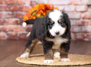 tri-colored mini bernedoodle near Chicago Illinois