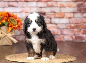 tri-colored mini bernedoodle near Chicago Illinois