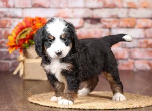 tri-colored mini bernedoodle near Chicago Illinois