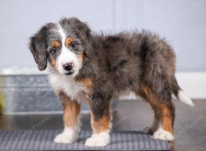 F1 mini bernedoodle near Chicago Illinois