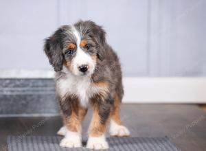 F1 mini bernedoodle near Chicago Illinois