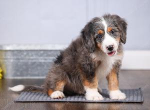 F1 mini bernedoodle near Chicago Illinois