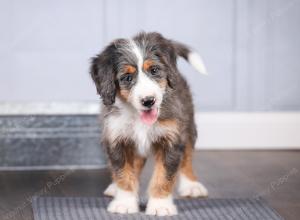 F1 mini bernedoodle near Chicago Illinois