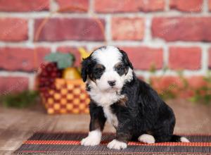 Mini bernedoodle near Chicago Illinois 