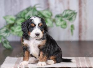 F1 mini bernedoodle near Chicago Illinois