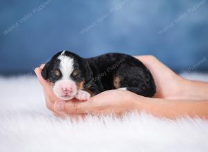 F1 mini bernedoodle near Chicago Illinois