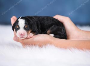 F1 mini bernedoodle near Chicago Illinois