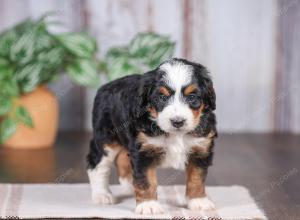 F1 mini bernedoodle near Chicago Illinois