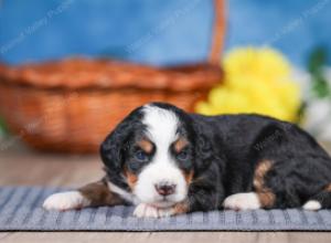 F1 mini bernedoodle near Chicago Illinois