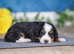 F1 mini bernedoodle near Chicago Illinois