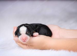 tri-colored mini bernedoodle near Chicago Illinois