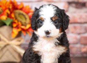 tri-colored mini bernedoodle near Chicago Illinois