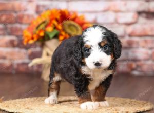 tri-colored mini bernedoodle near Chicago Illinois