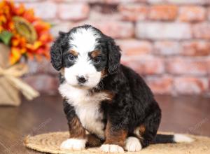 tri-colored mini bernedoodle near Chicago Illinois