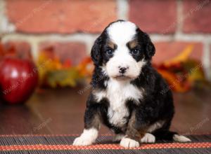 tri-colored mini bernedoodle near Chicago Illinois