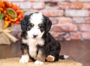 tri-colored mini bernedoodle near Chicago Illinois