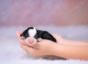 tri-colored mini bernedoodle near Chicago Illinois