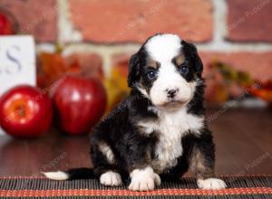 tri-colored mini bernedoodle near Chicago Illinois