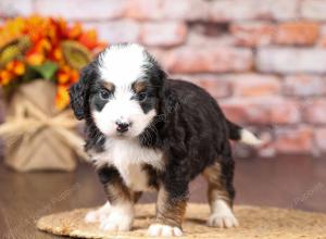 tri-colored mini bernedoodle near Chicago Illinois