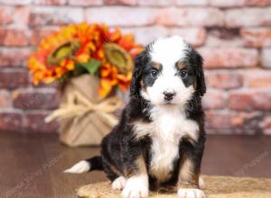 tri-colored mini bernedoodle near Chicago Illinois