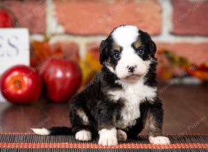 tri-colored mini bernedoodle near Chicago Illinois